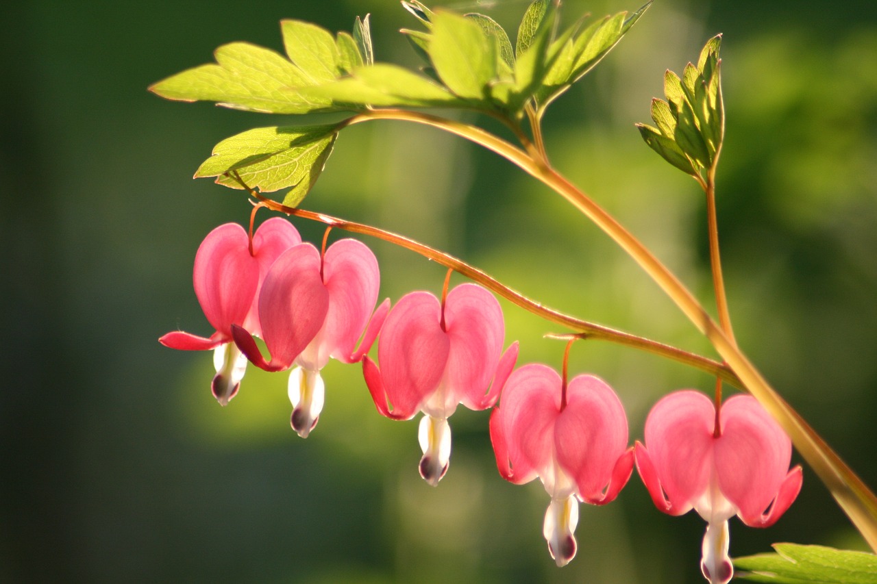 bleeding heart  flower  blossom free photo