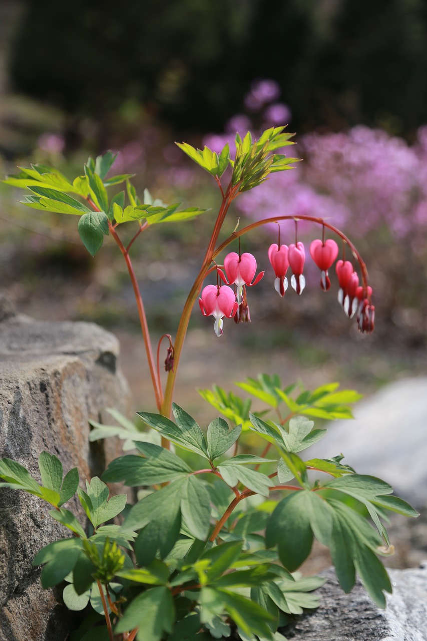 bleeding heart  flowers  petal free photo