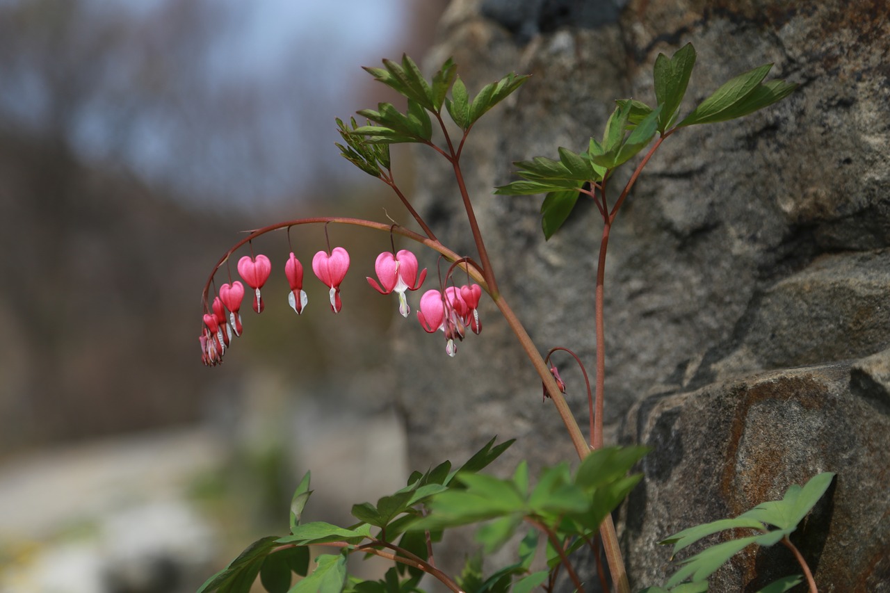 bleeding heart  flowers  petal free photo