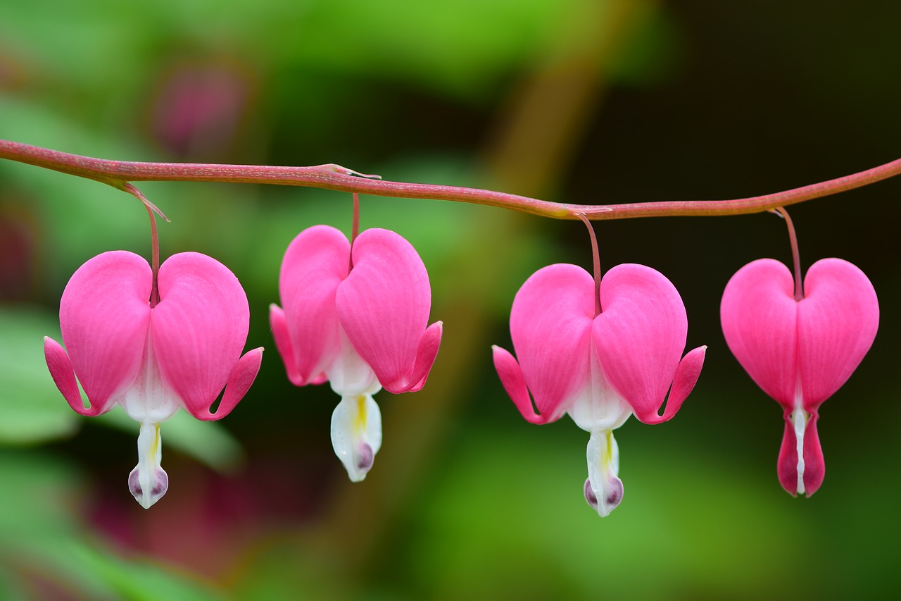 bleeding heart  morning  spring free photo