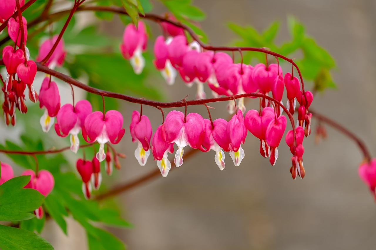 bleeding heart  flower  blossom free photo