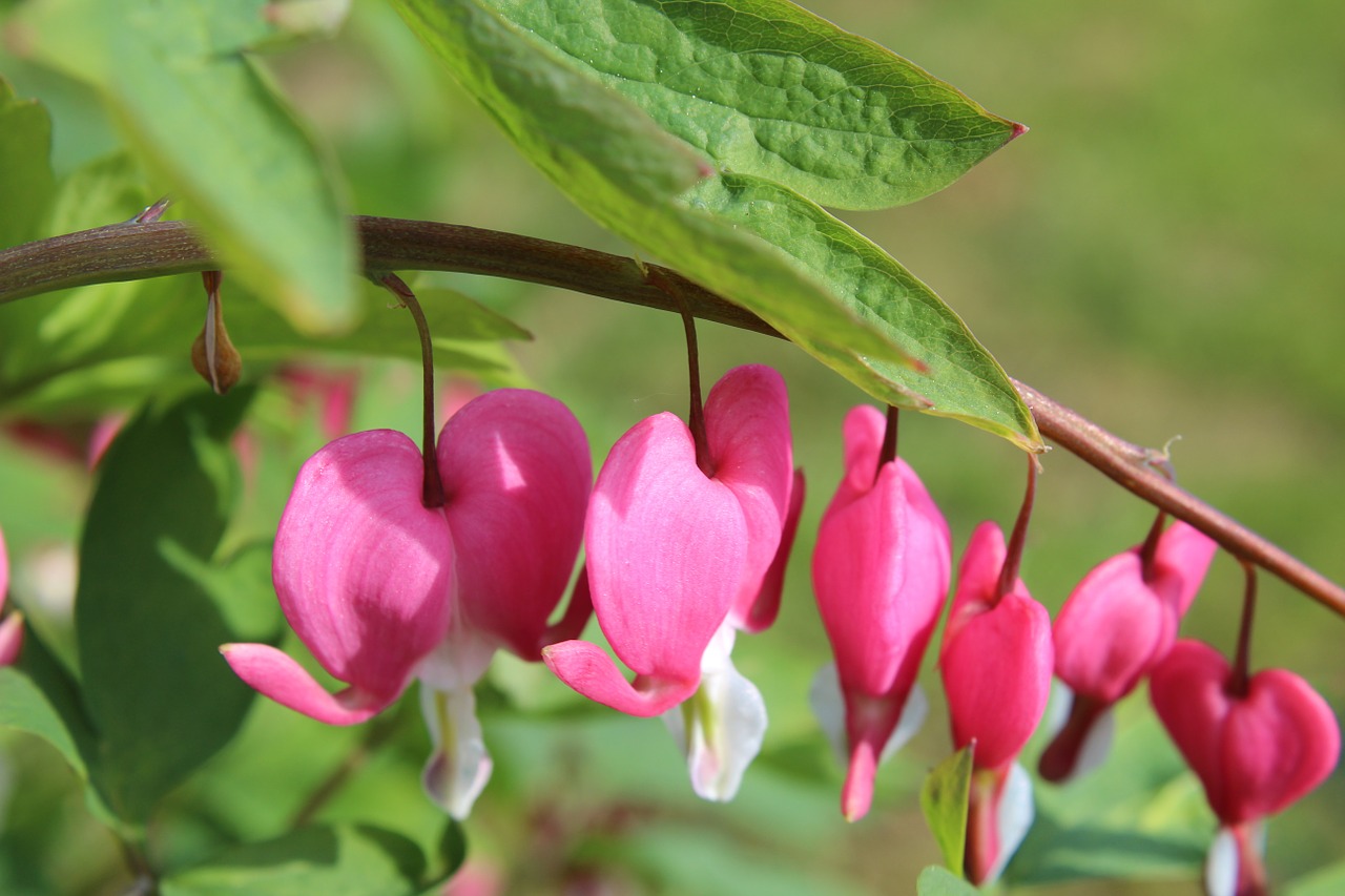 bleeding heart pink ornamental plant free photo