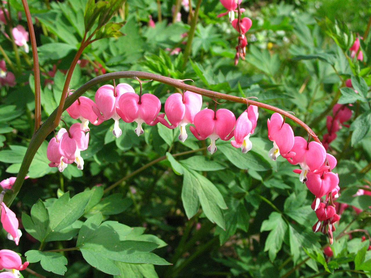 bleeding heart flower spring free photo