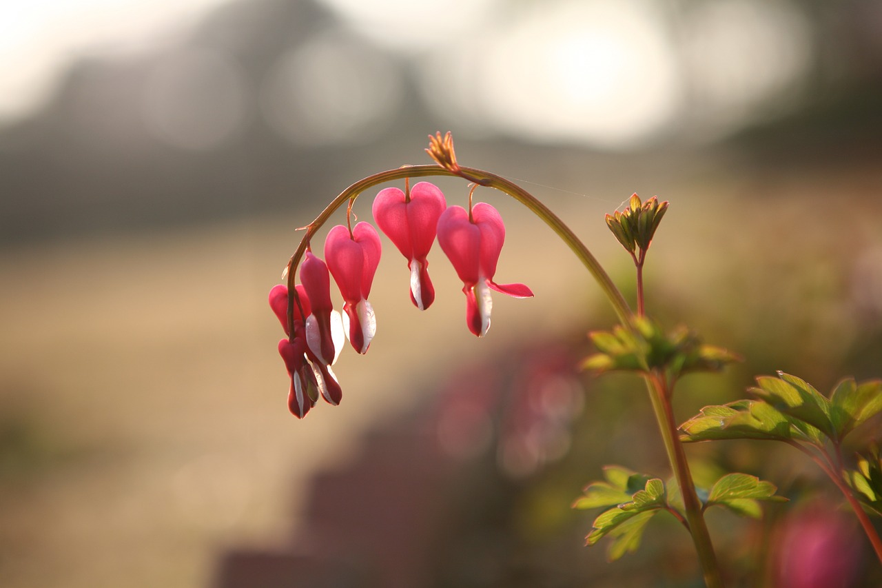 bleeding heart flowers landscape free photo