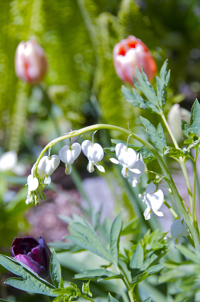 bleeding heart white flower free photo