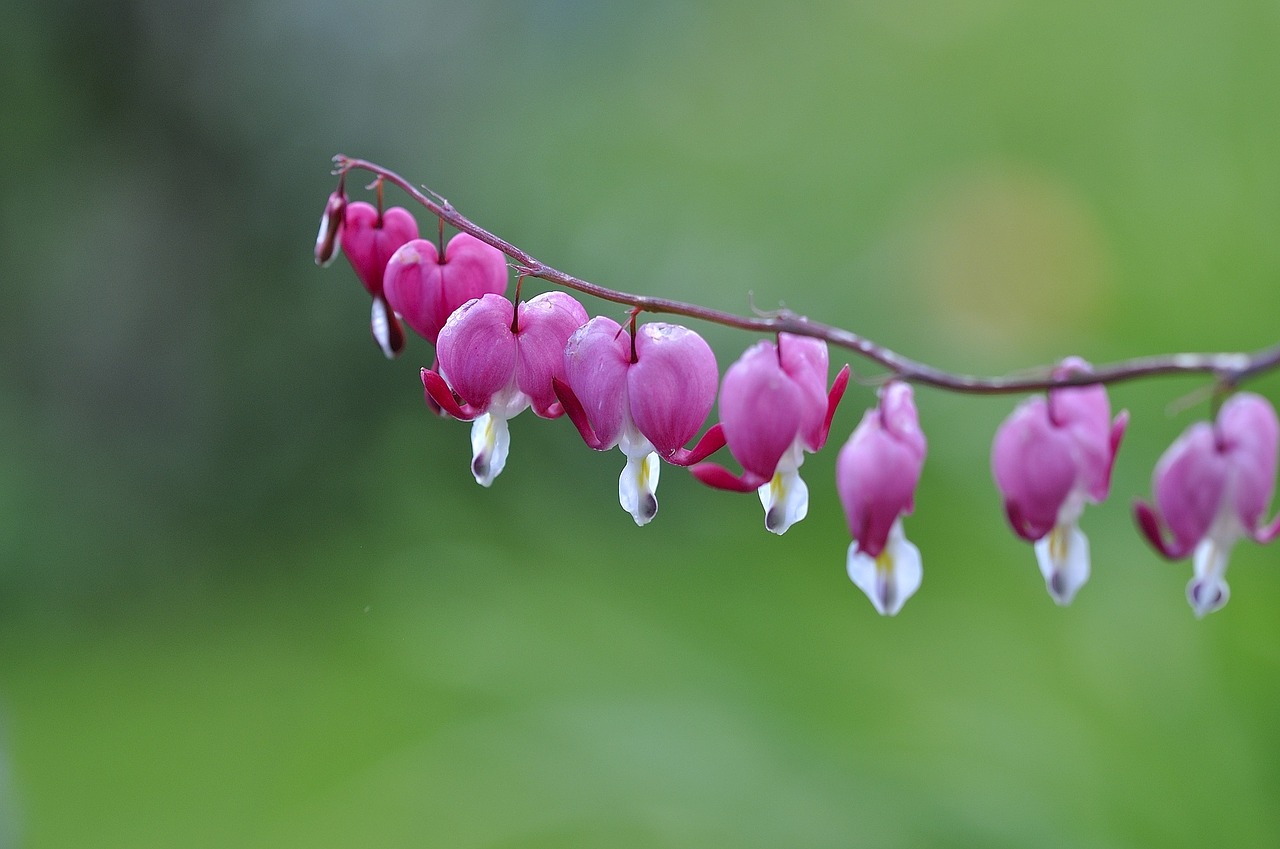 bleeding heart herzerl-shrub plant free photo