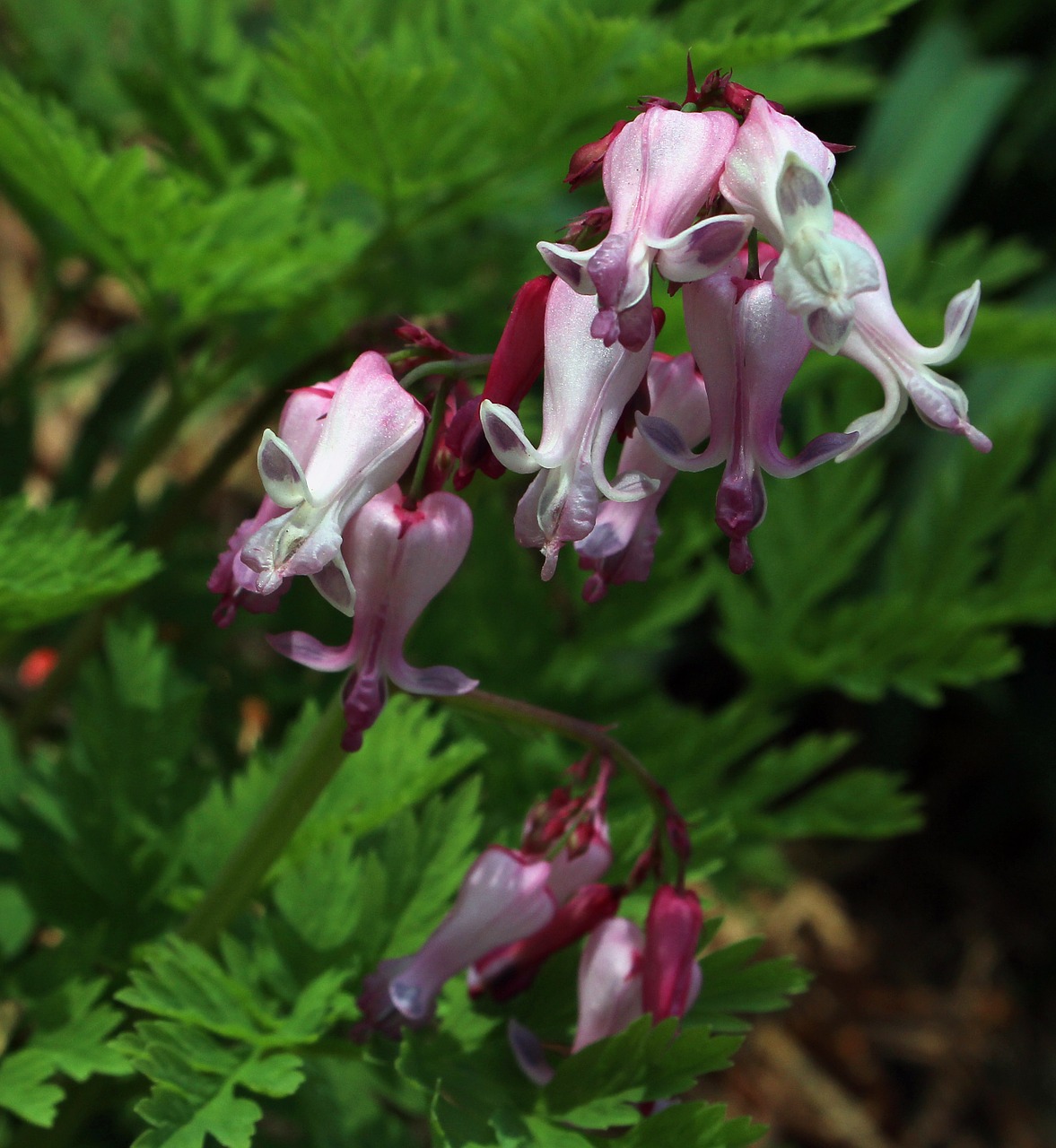 bleeding heart decentra luxuriant flower free photo