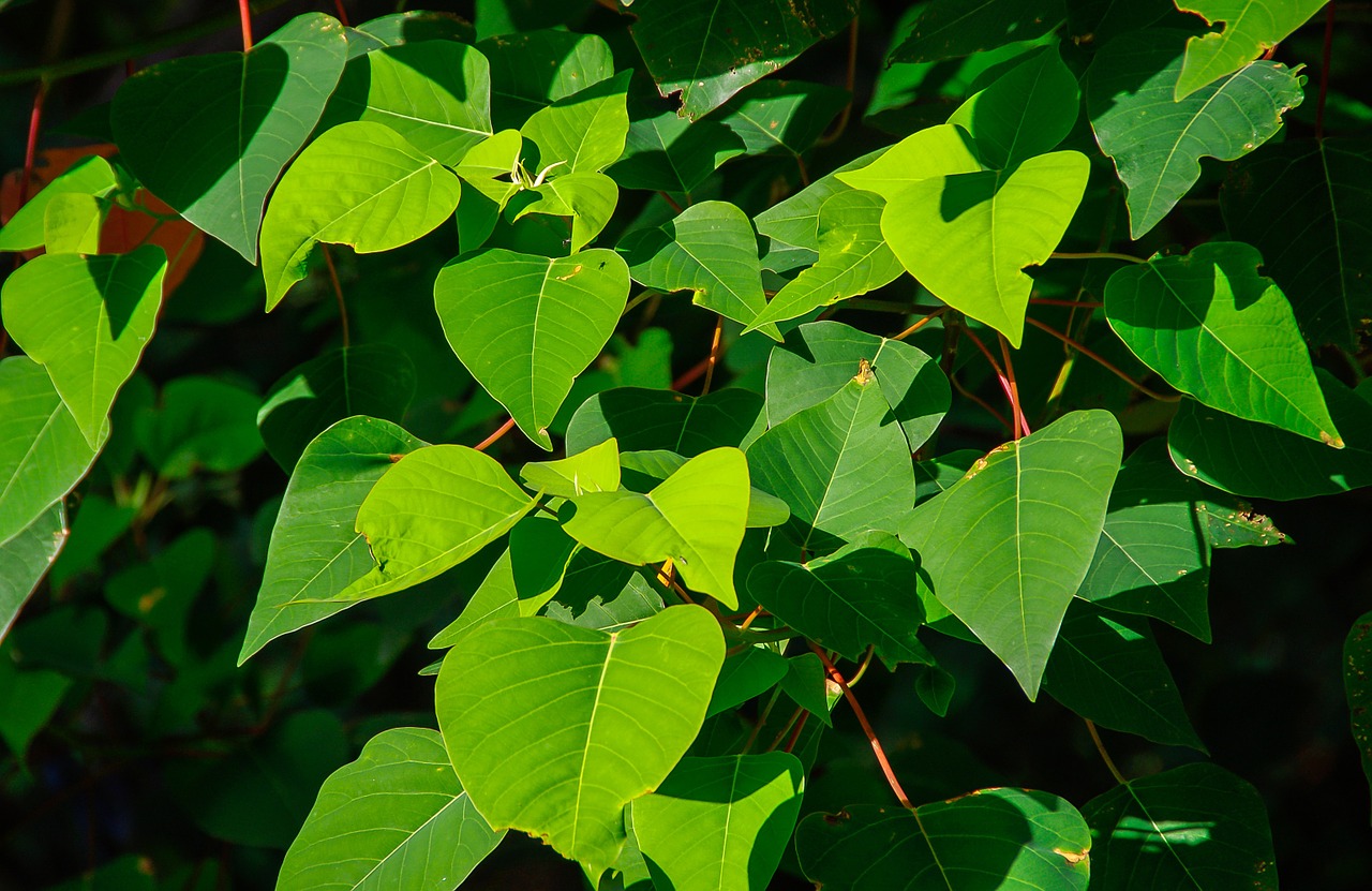 bleeding heart tree homalanthus populifolius tree free photo