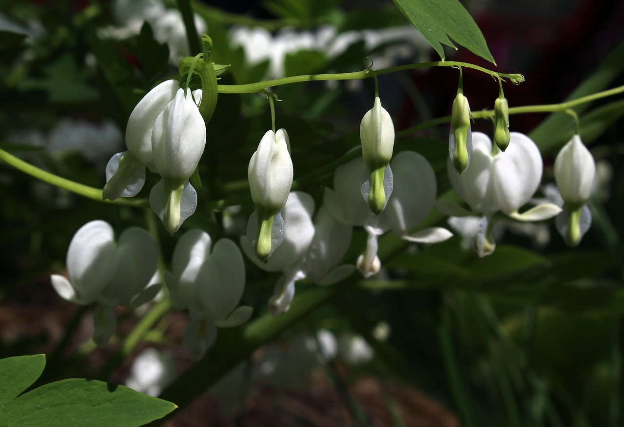 bleeding heart white eicentra spectabilis flower free photo