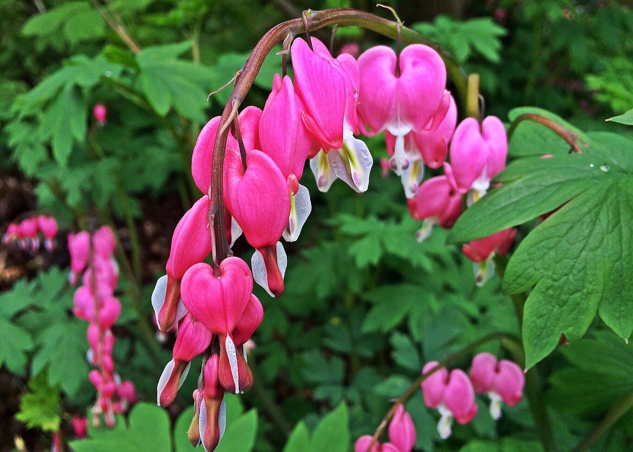 bleeding-hearts flowers spring free photo