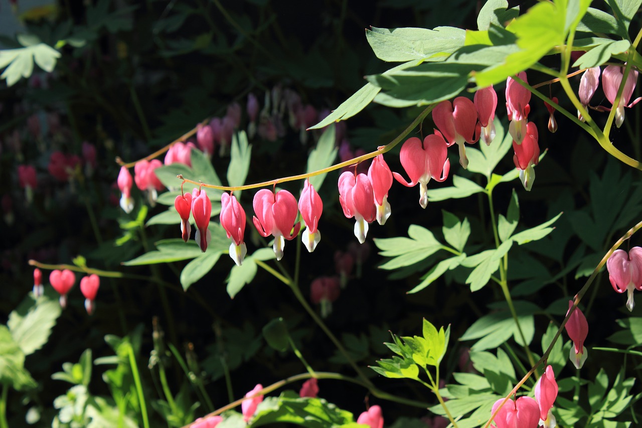 bleeding hearts flower pink free photo