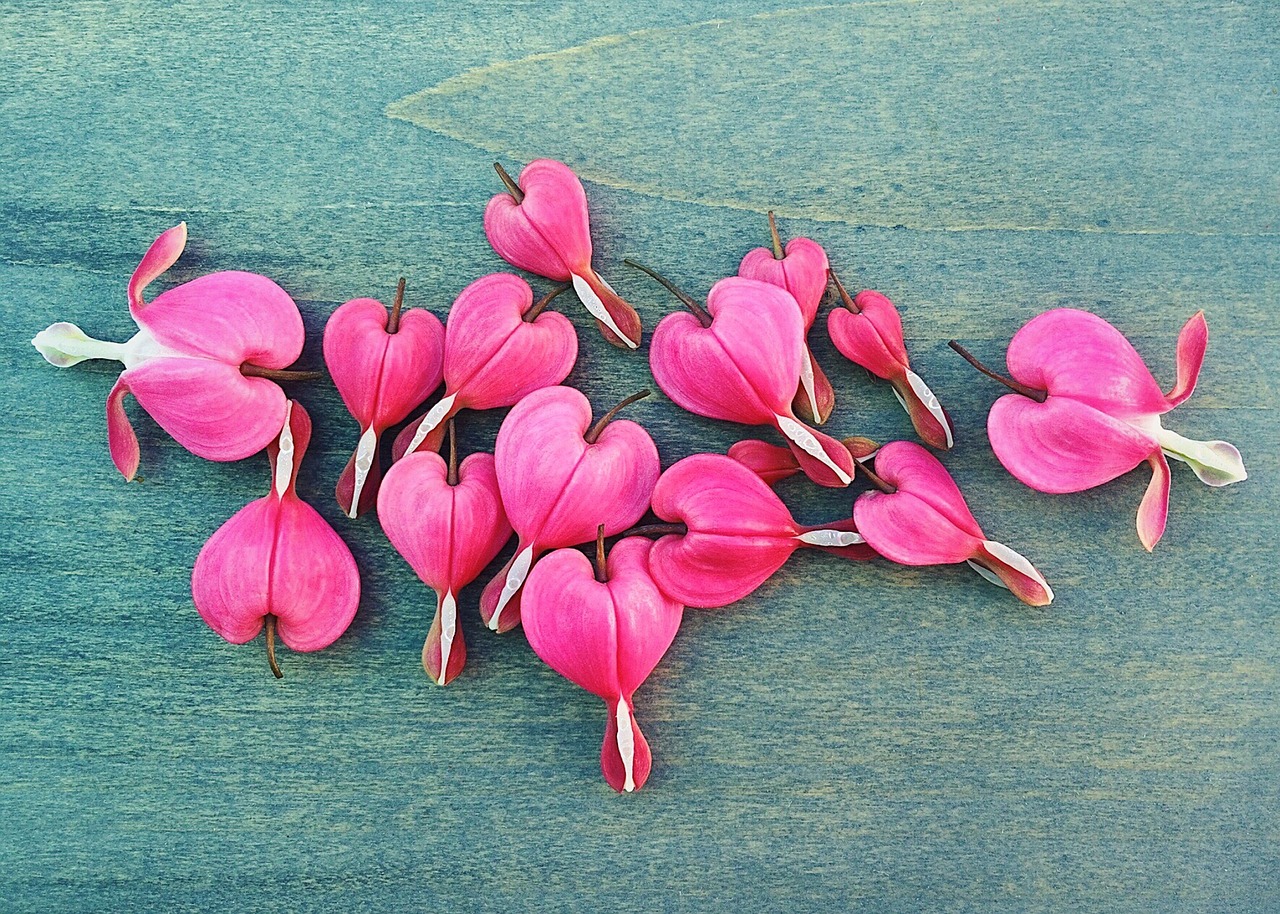 bleeding hearts spring flower free photo