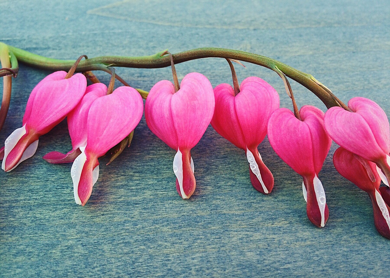 bleeding hearts spring flower free photo