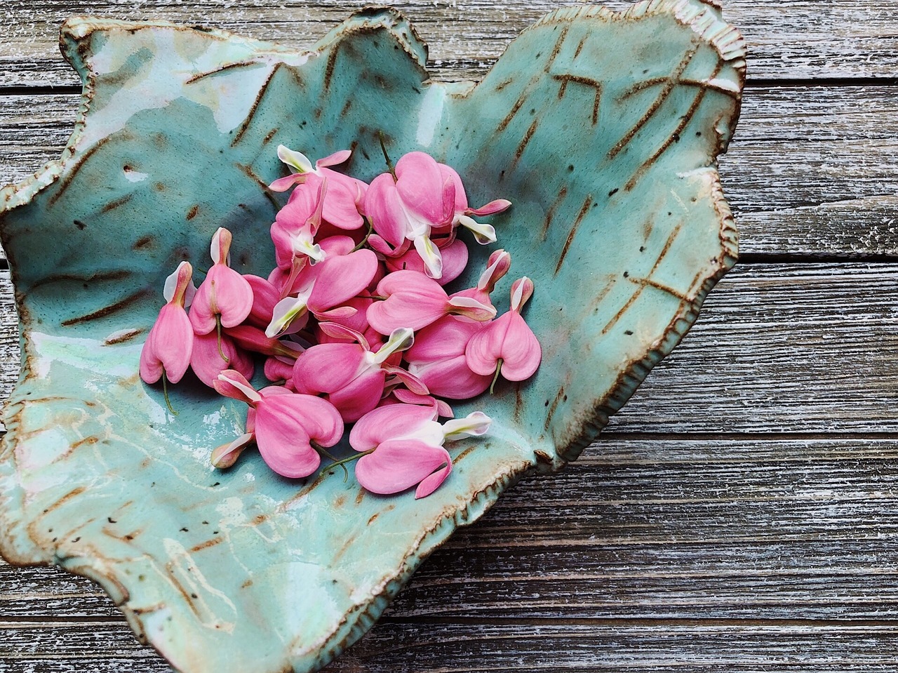 bleeding hearts  pink  flower free photo