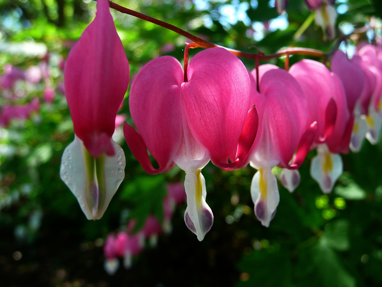 bleeding hearts flowers cluster free photo