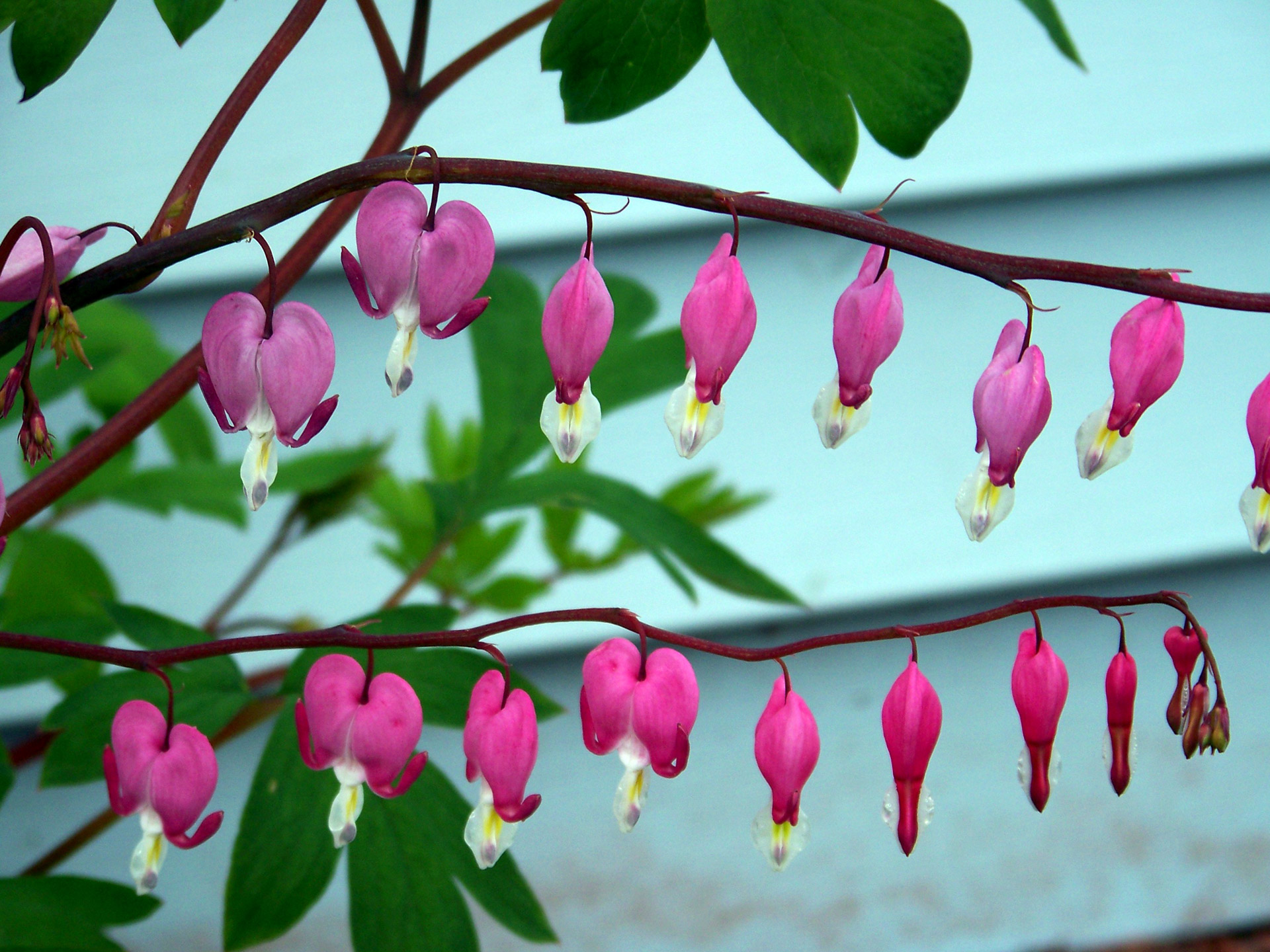 flower flowers bleeding heart free photo