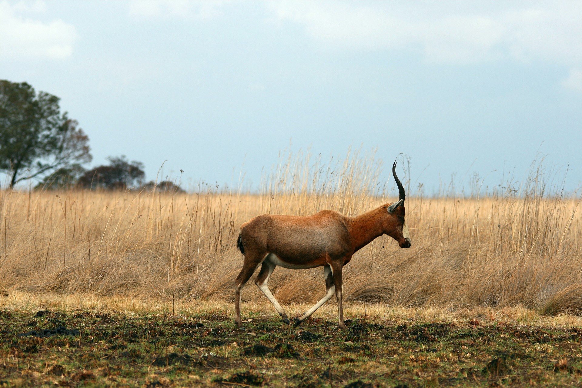 buck game antelope free photo