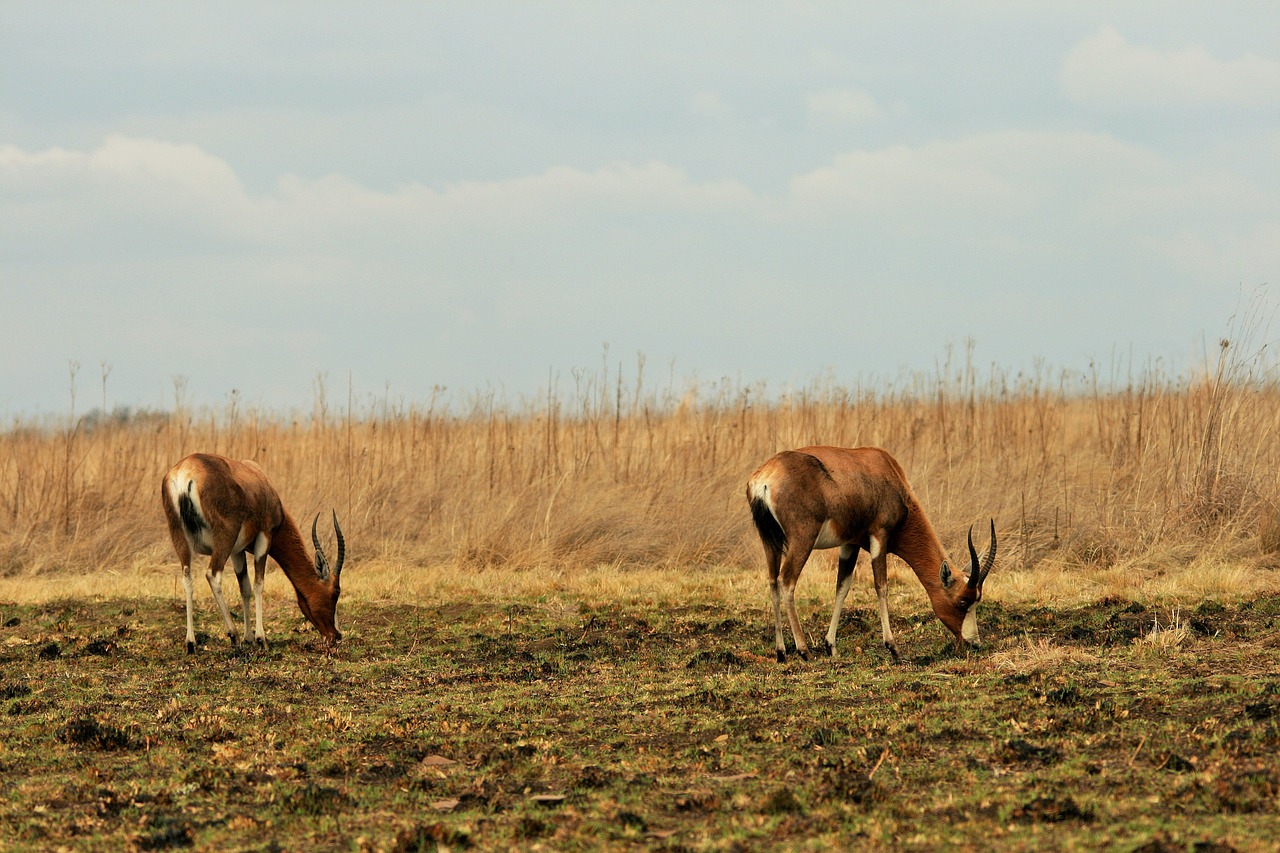 blesbok antelope animal free photo