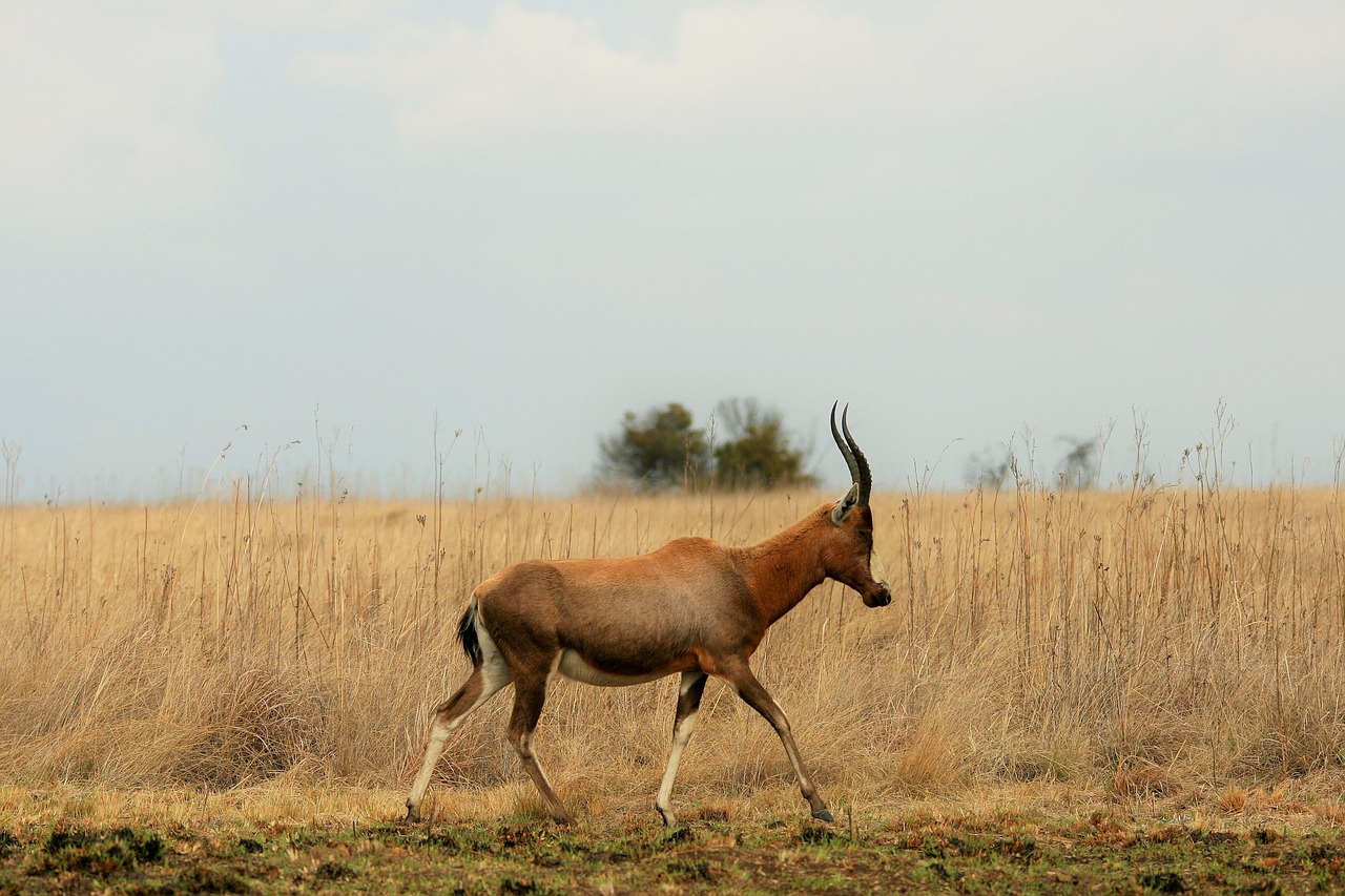 blesbok antelope animal free photo