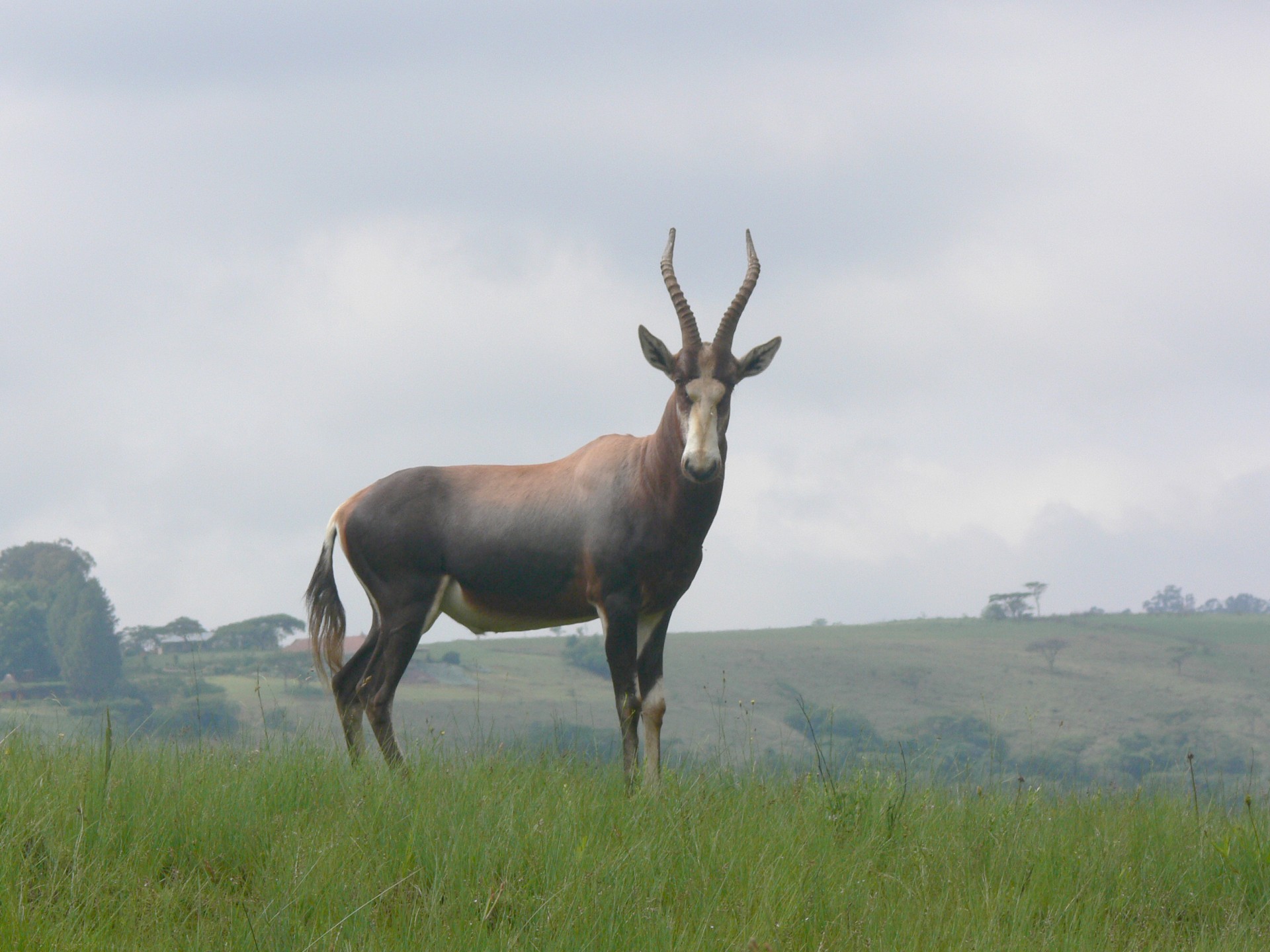 blesbok antelope buck free photo