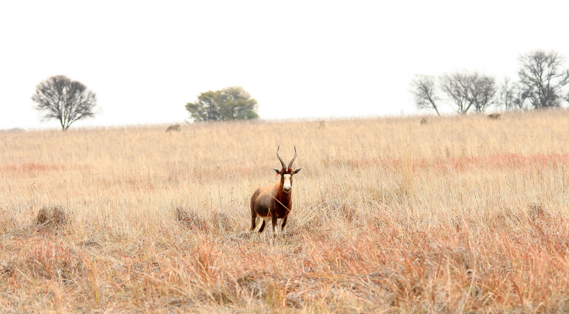buck antelope red free photo