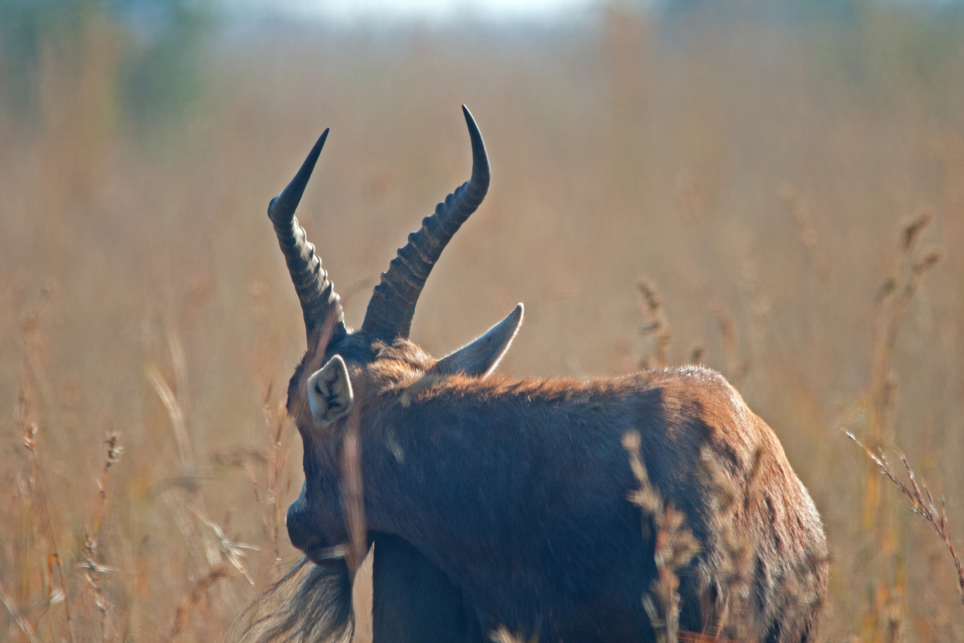 animal buck antelope free photo