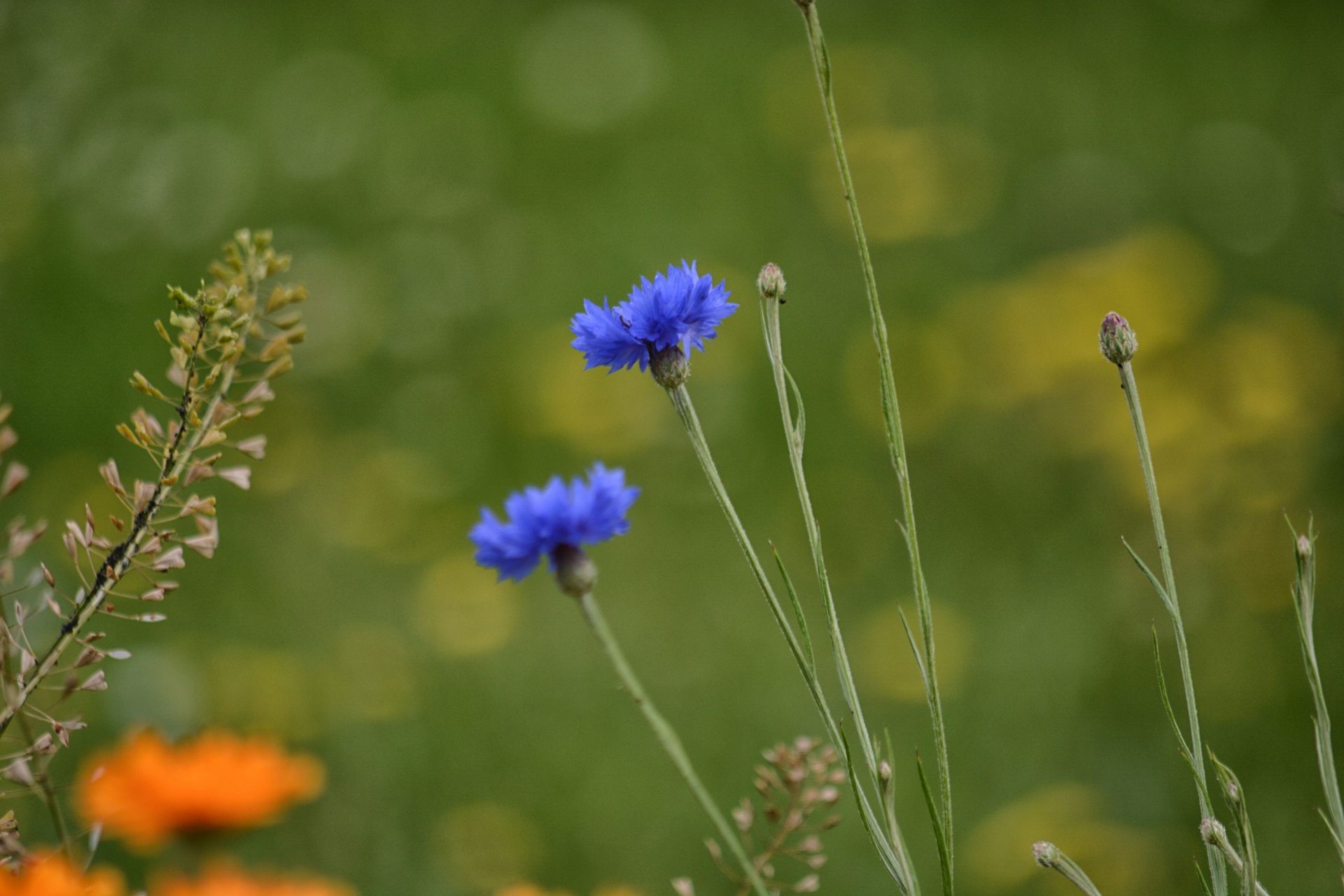 flowers flora botany free photo