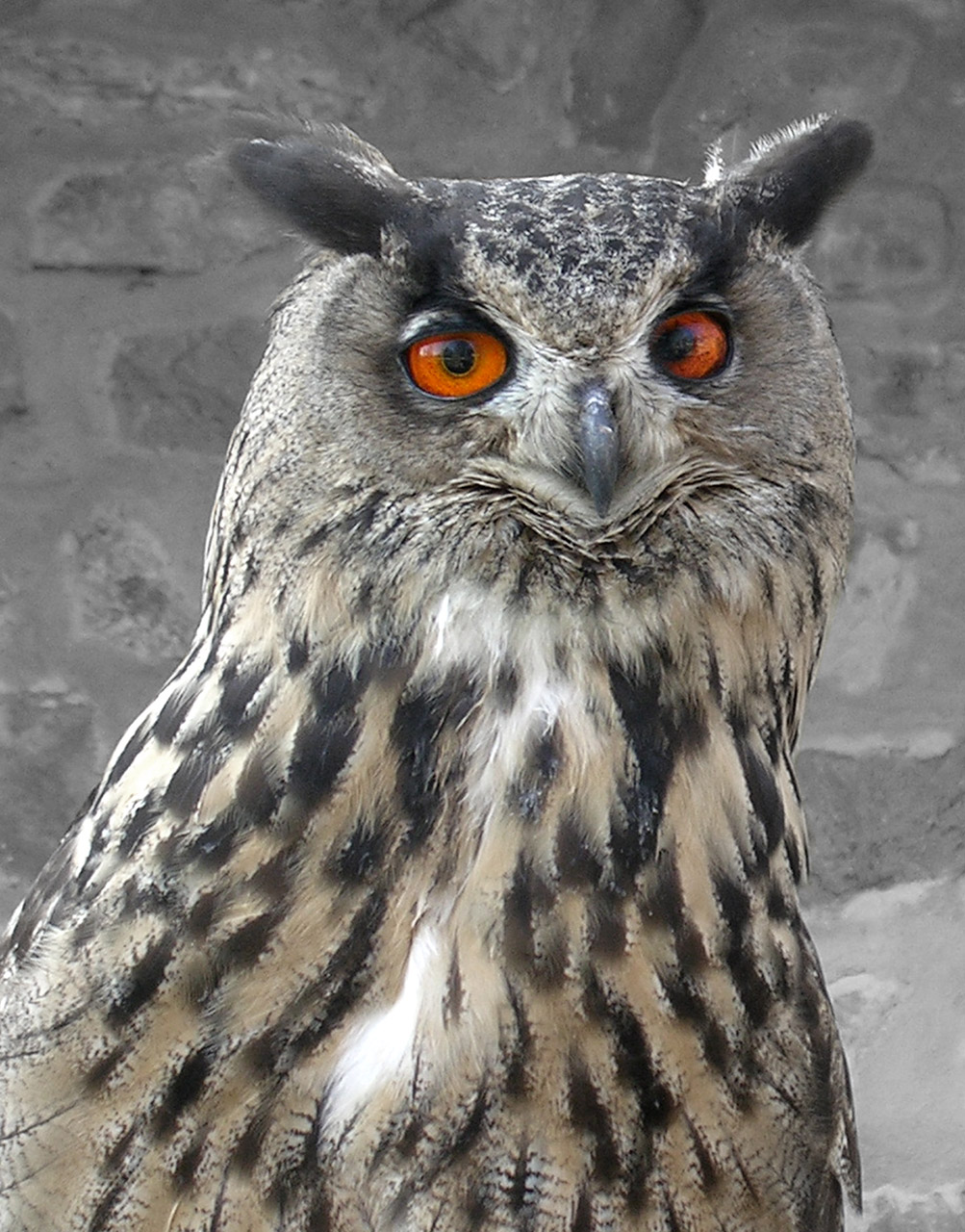 bird prey owl free photo