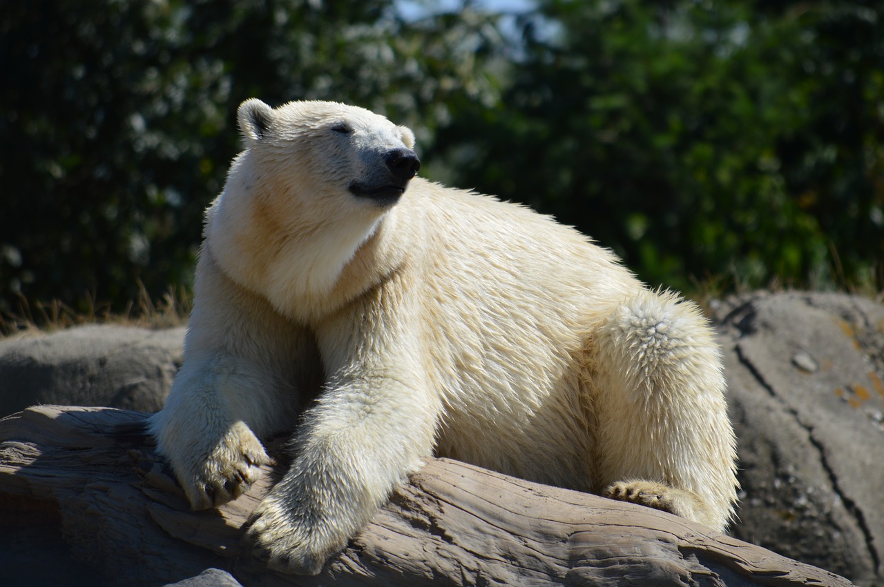 blijdorp  polar bear  zoo free photo