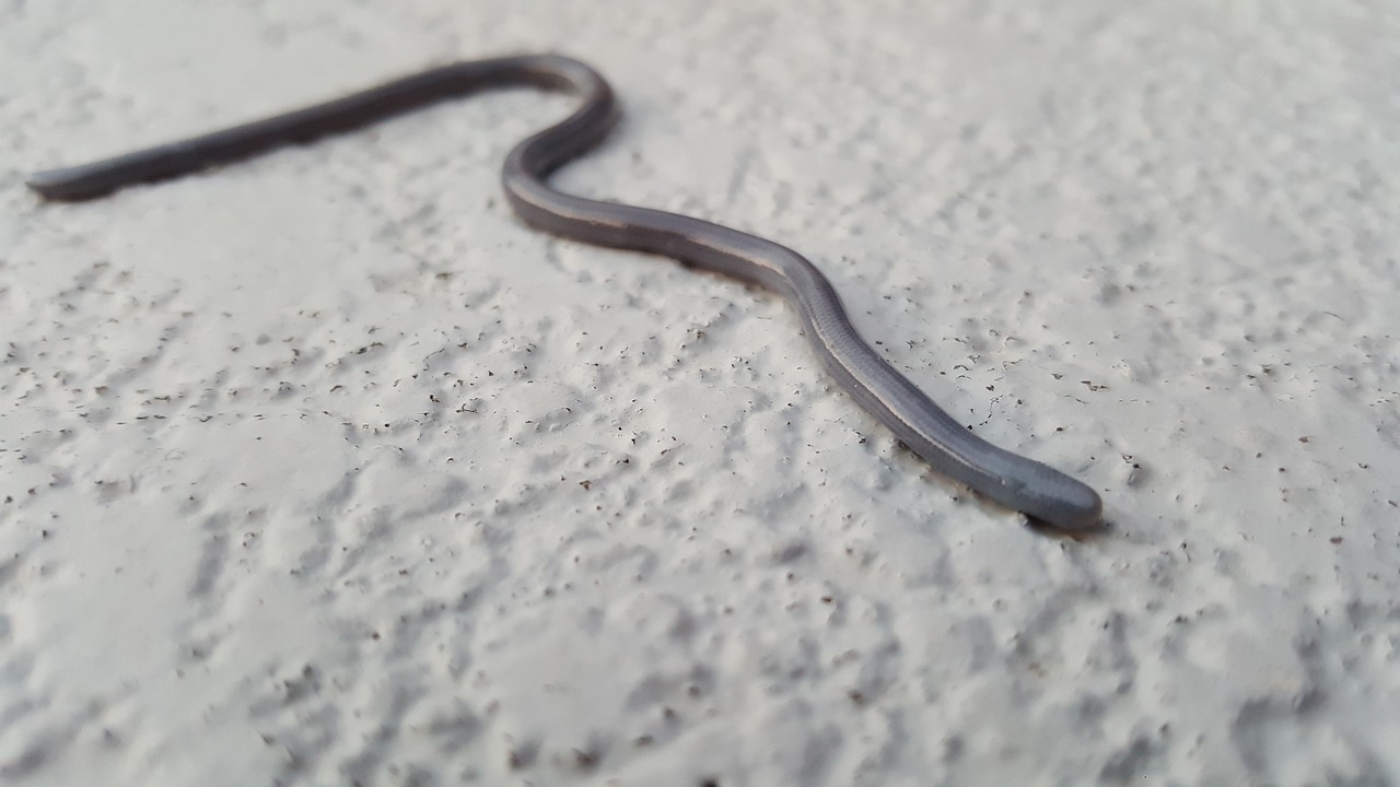 blind snake small free photo