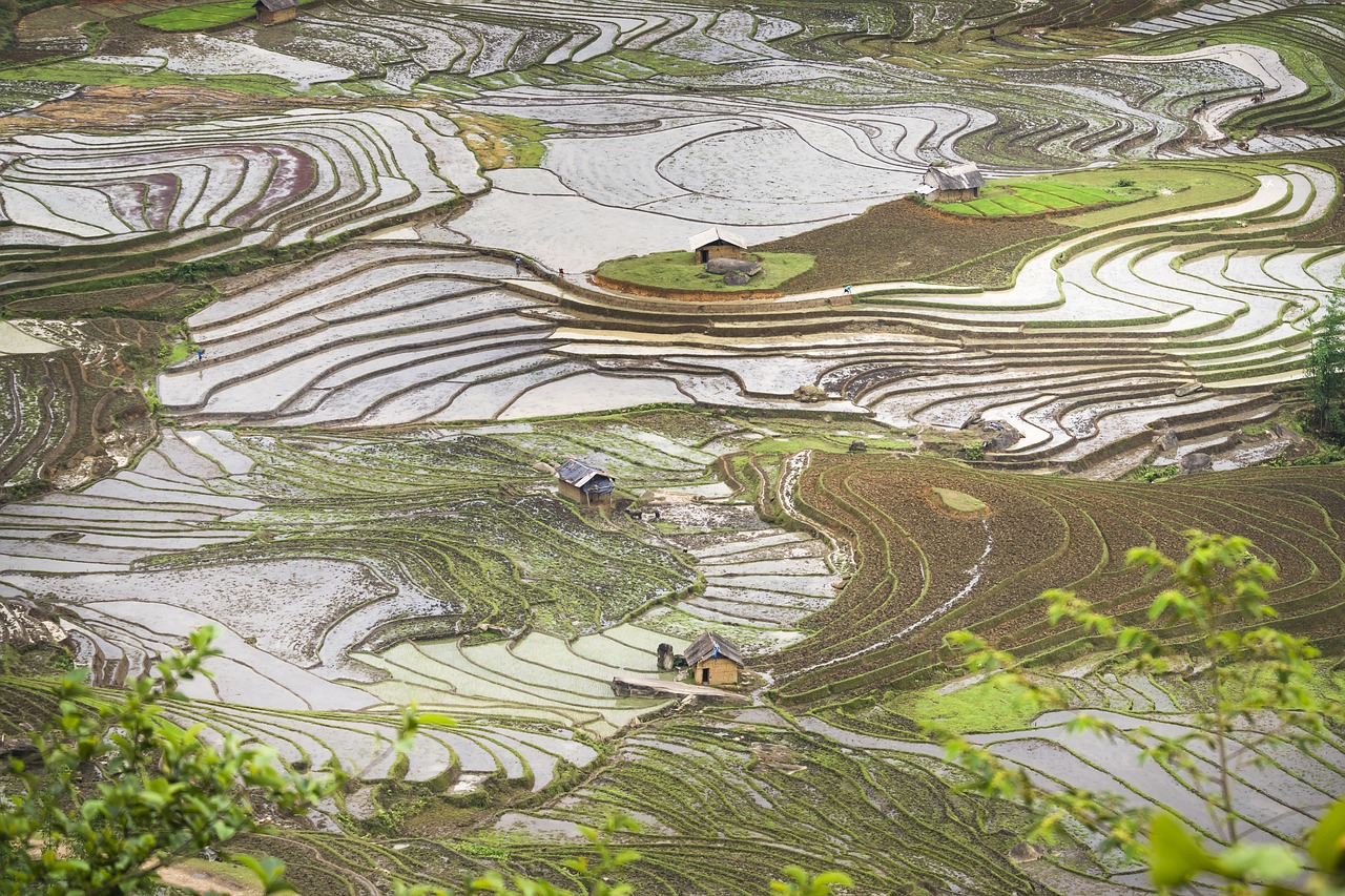 blind stretch comb  lao cai  water free photo