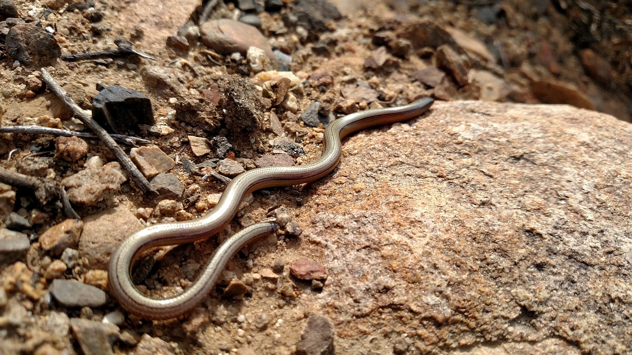 blindworm lizard legless free photo