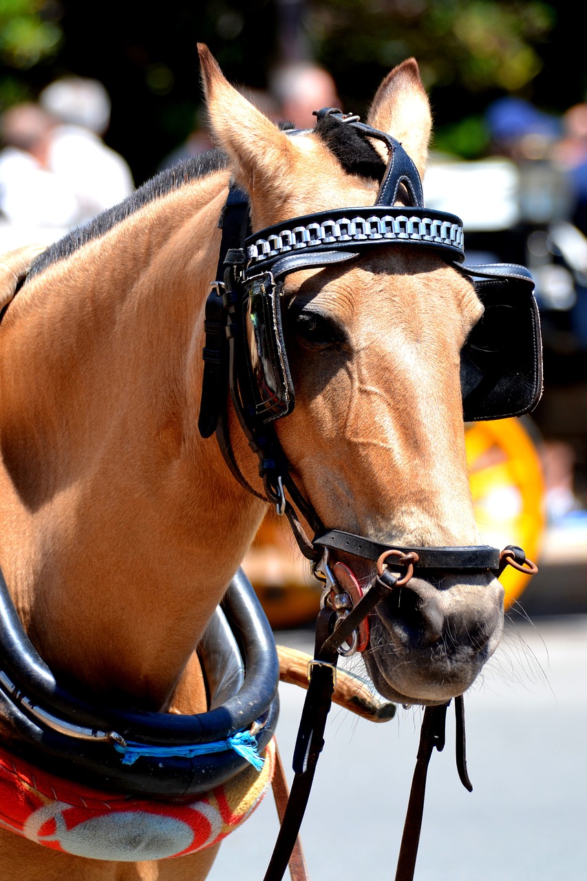 blinkers horse horse heads free photo