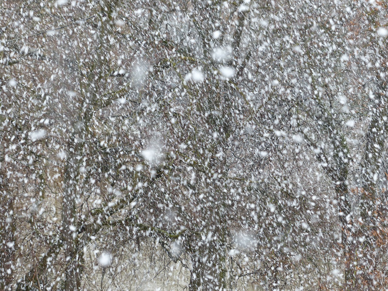 blizzard snow flurry snowflakes free photo