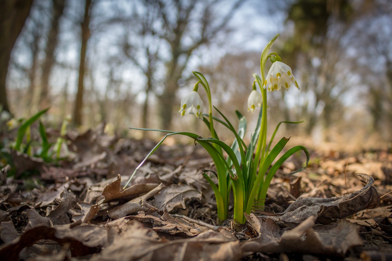 blizzards spring nature free photo