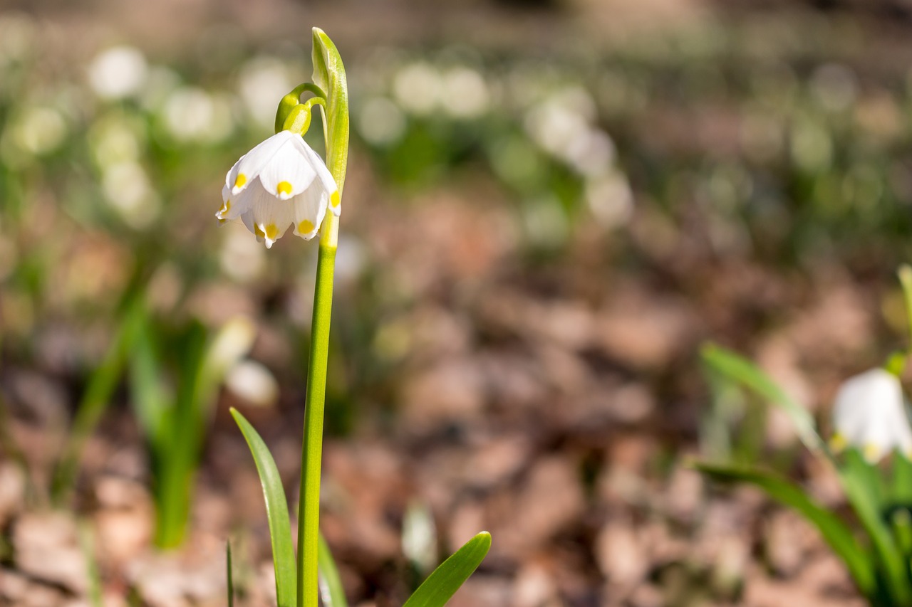 blizzards reserve spring free photo