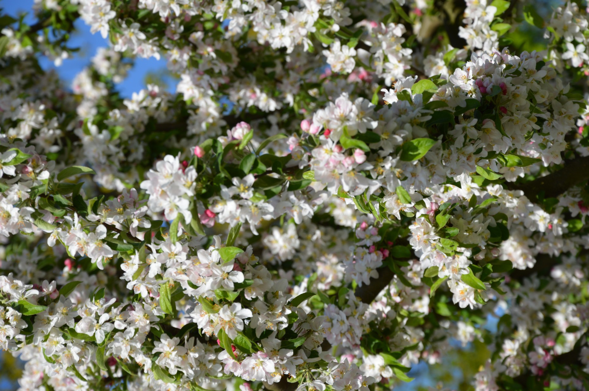 flowers trees nature free photo