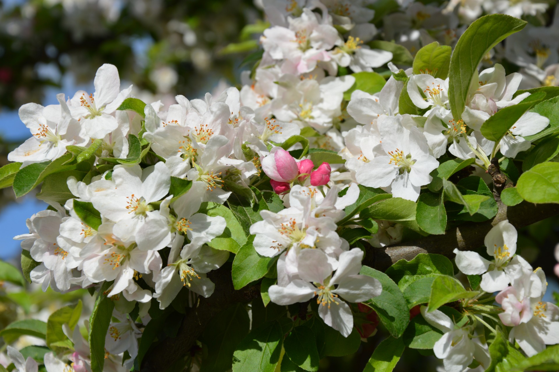 flower tree spring free photo