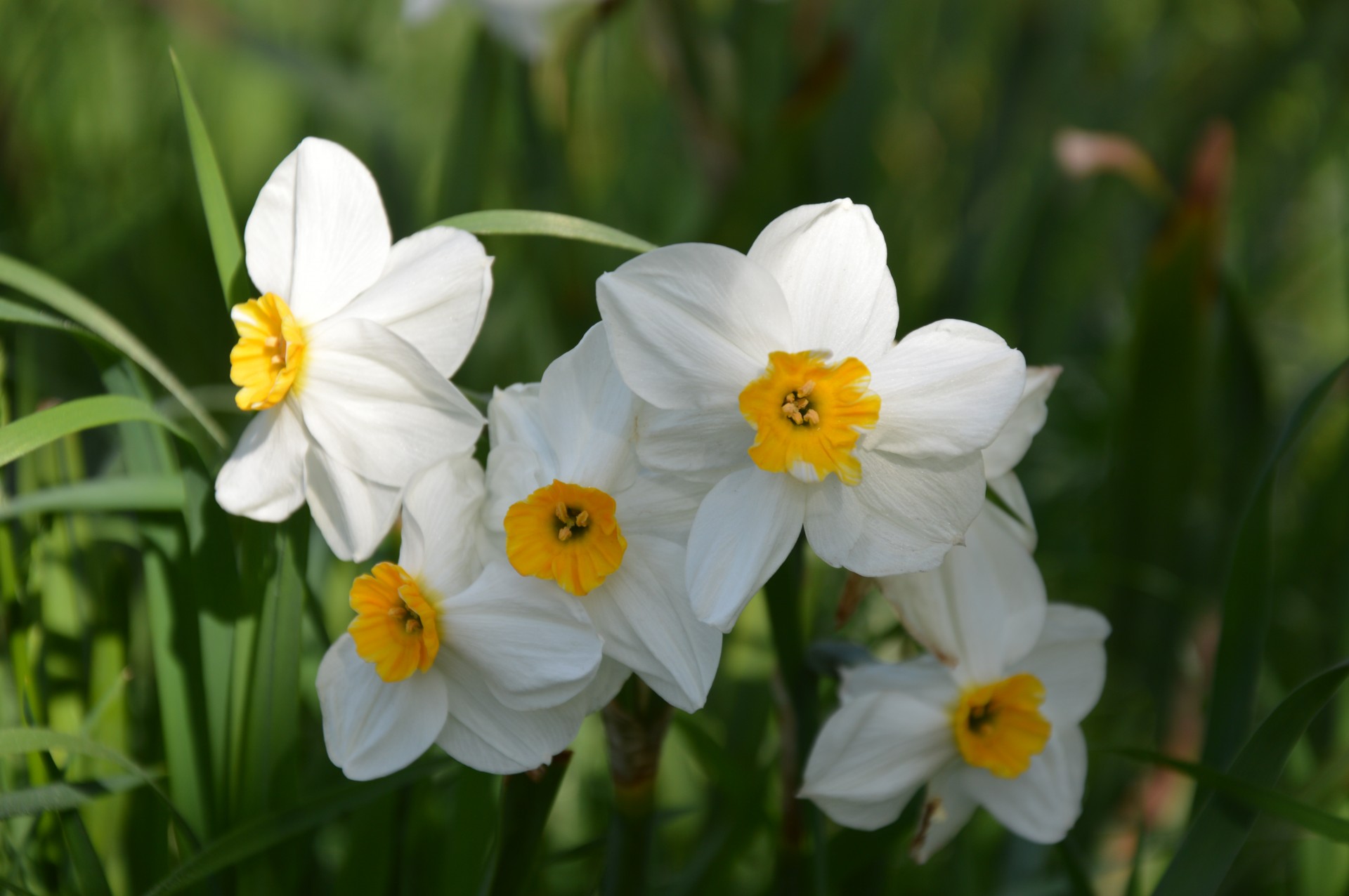 flowers spring white free photo