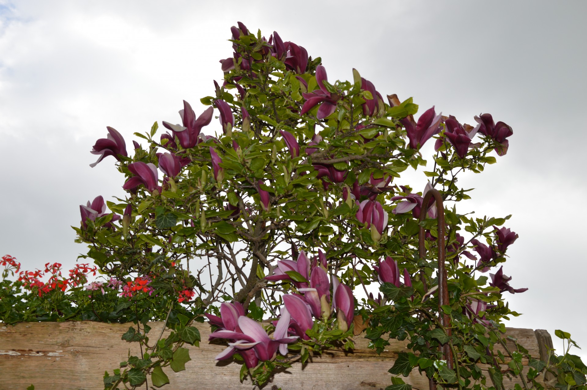 flower tree spring free photo