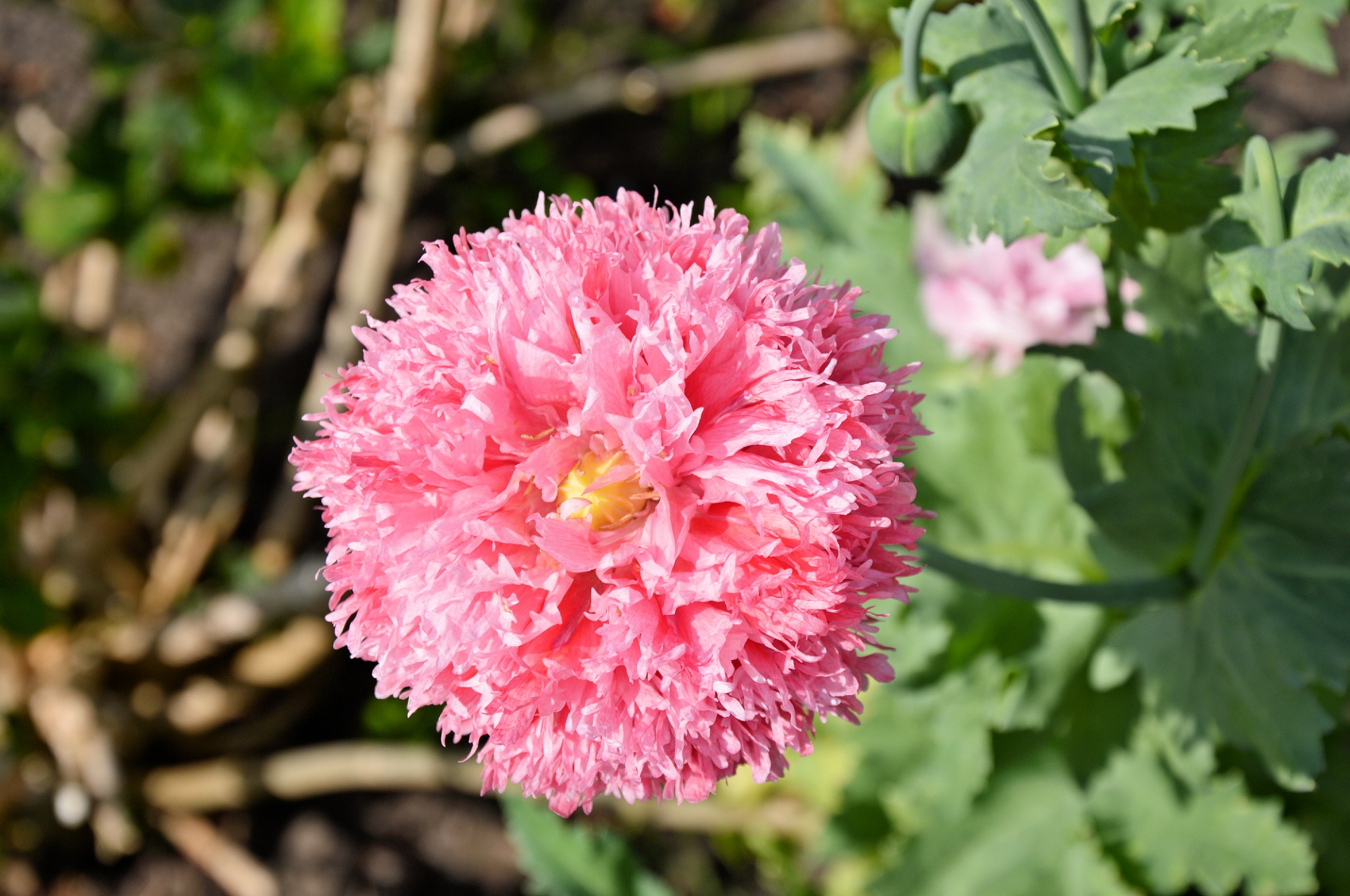 flower green plant free photo