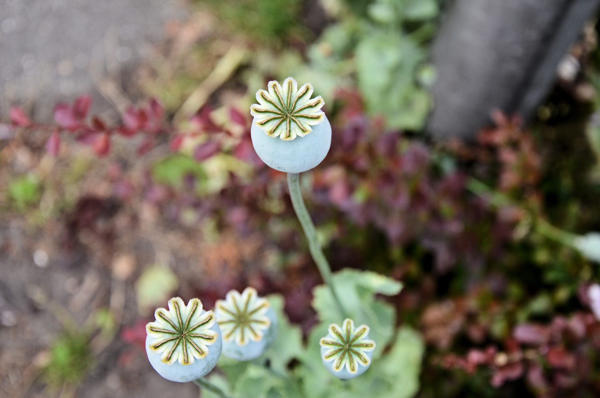 flower green plant free photo