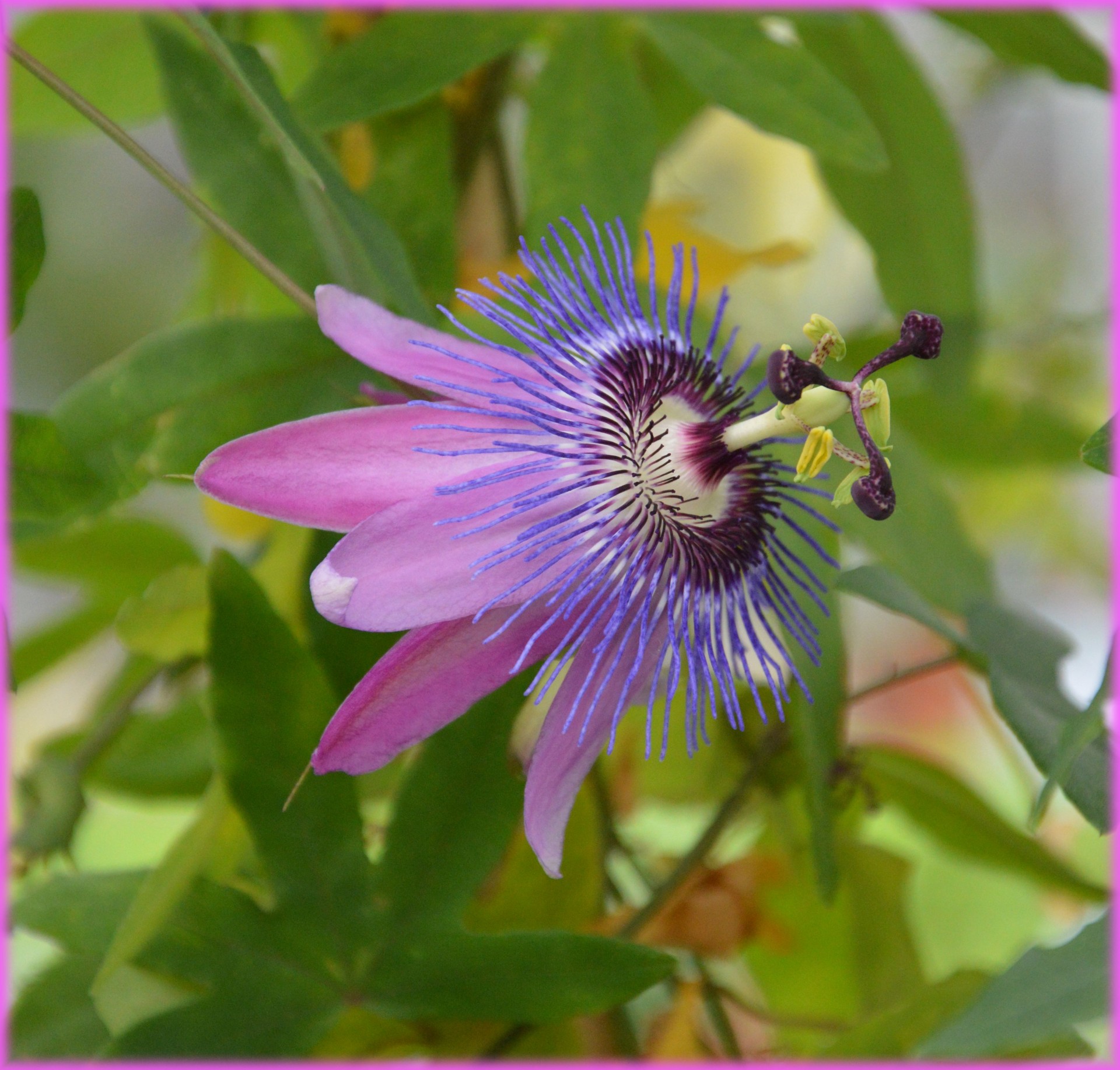 flower flowers bloom free photo