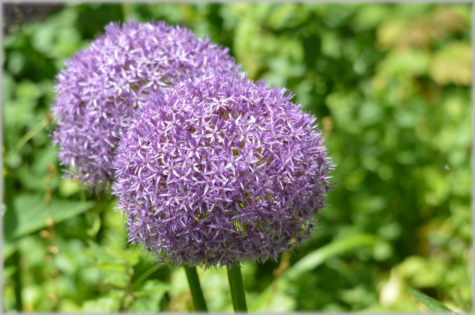 flowers bloom garden free photo