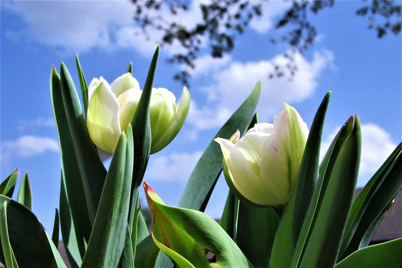 bloemengroet  merry  tulip free photo