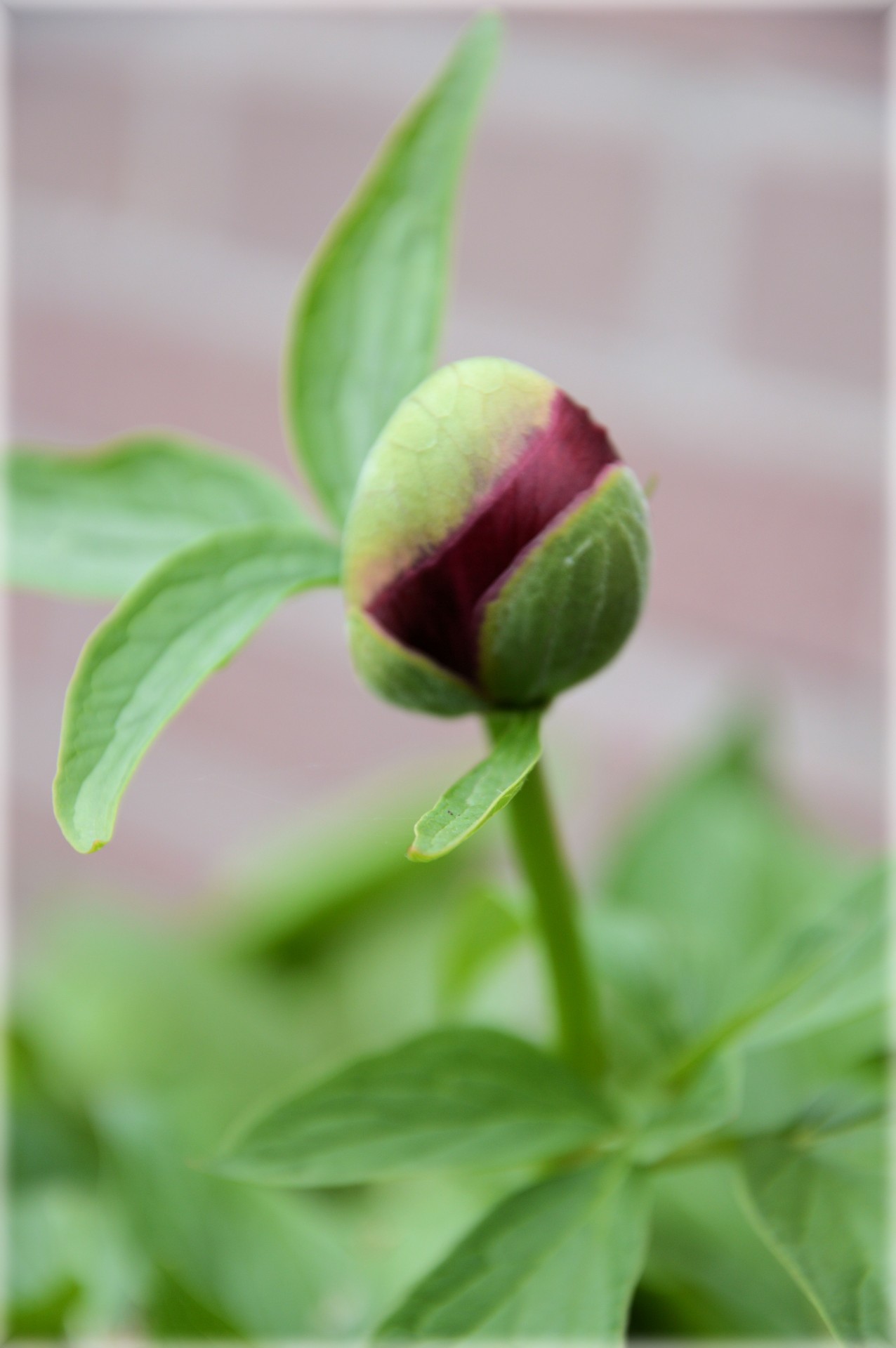 flower bud spring free photo