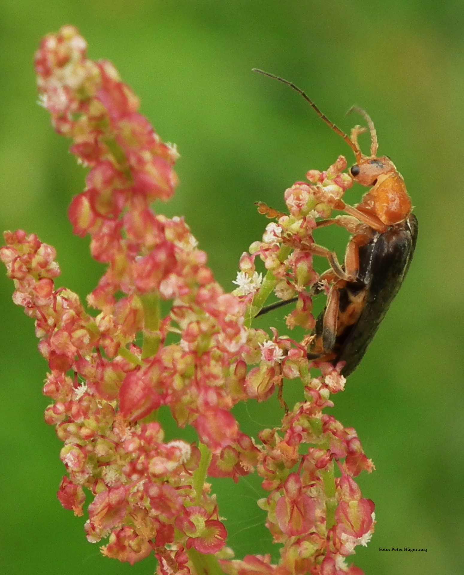 beetle bug flower bug free photo