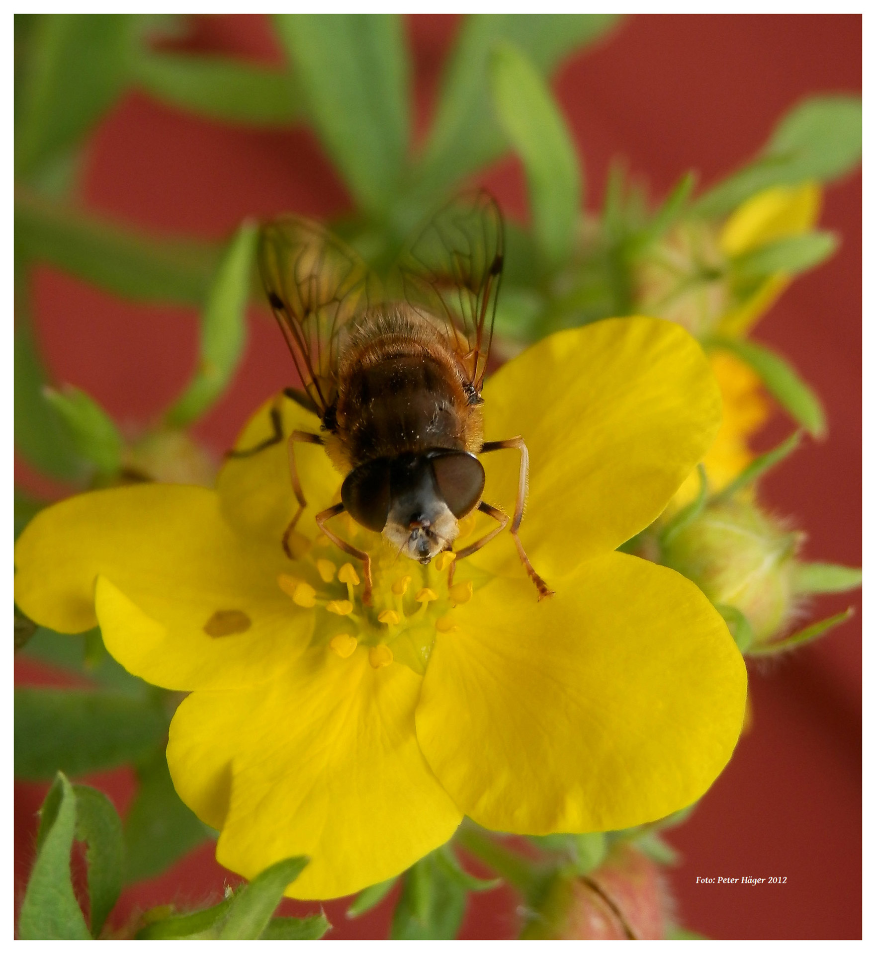 flies flowers yellow free photo