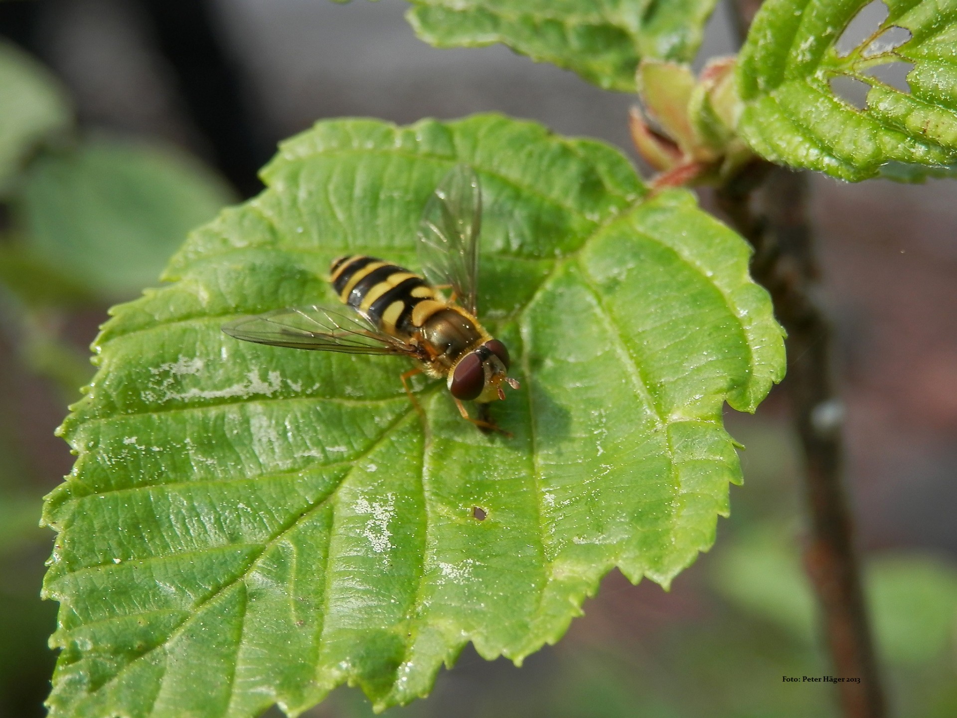 hoverfly green leaf hoverfly free photo