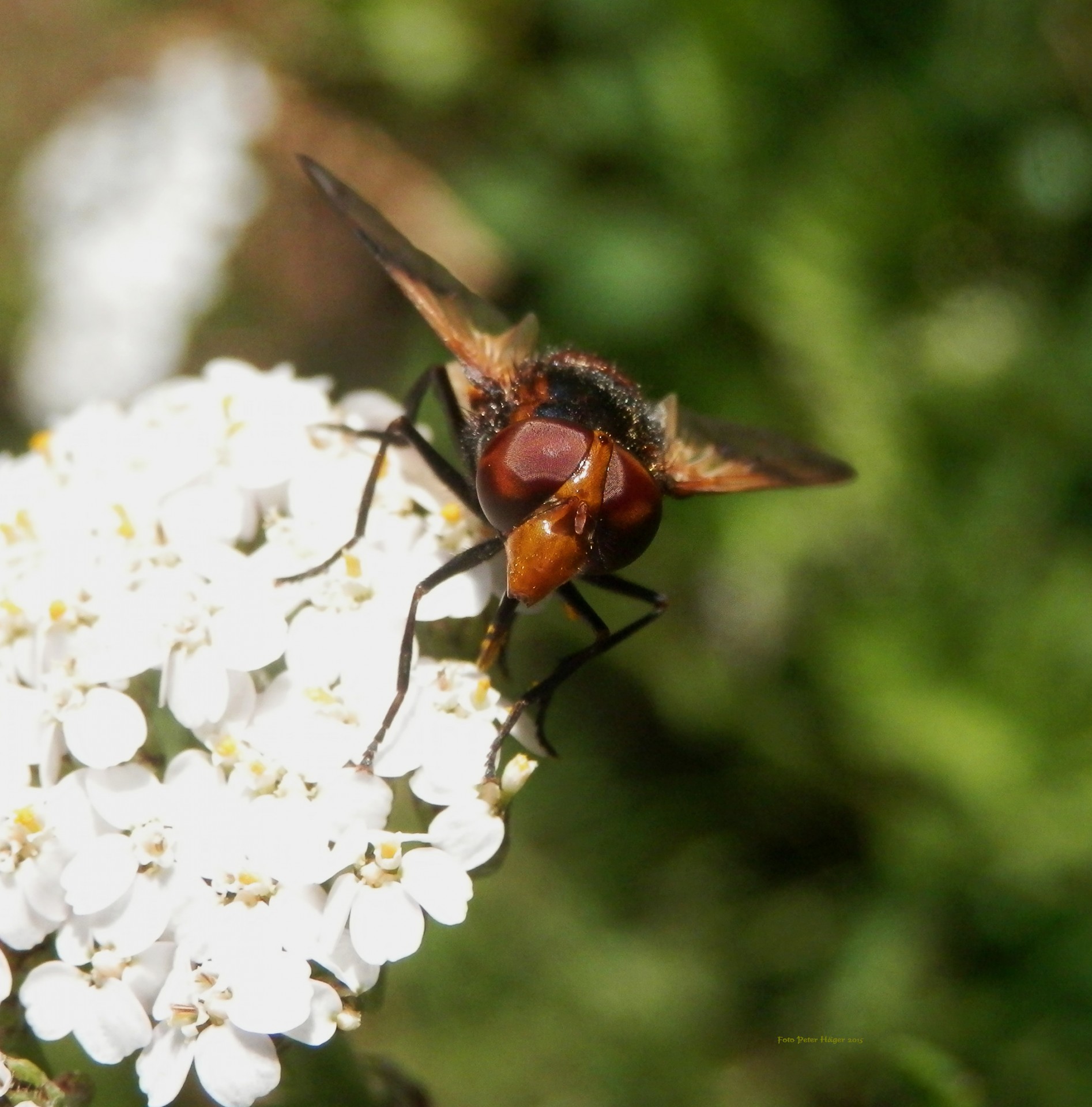 hoverfly flower insect free photo